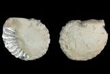 Cut Pyritized Ammonite (Pleuroceras) Fossil Pair - Germany #125373-3